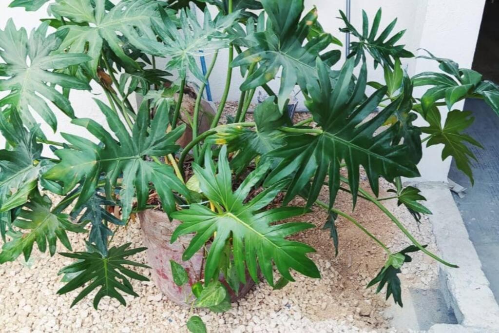 Coral Lägenhet Cancún Exteriör bild